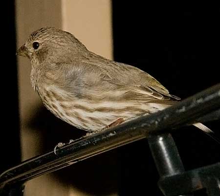 bird outside house 1