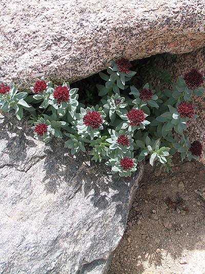 mountain flowers