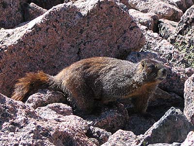 mountain marmot 1a
