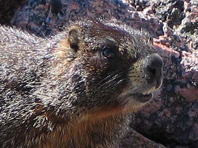 mountain marmot 1b