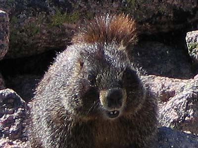 mountain marmot 2b