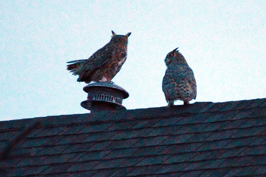 owls closeup