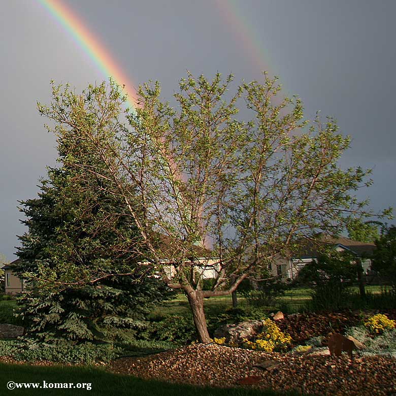 rainbows tree