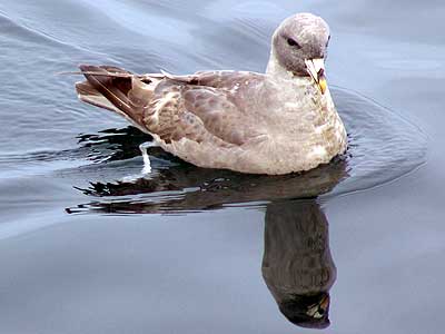 seward alaska bird