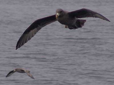 seward alaska birds