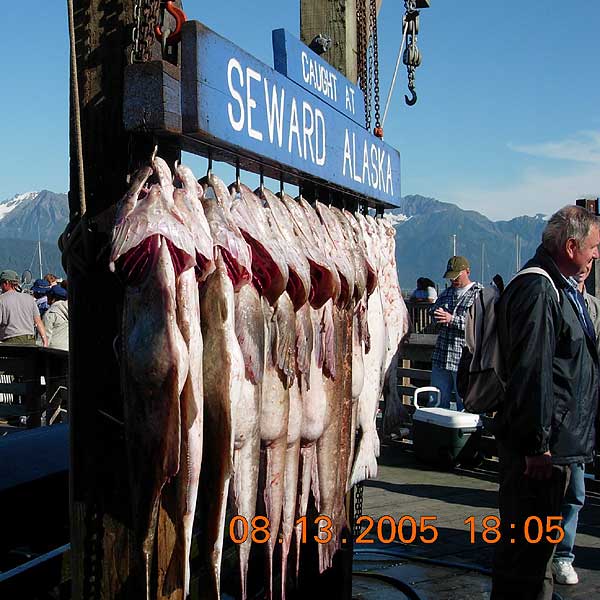 seward alaska salmon
