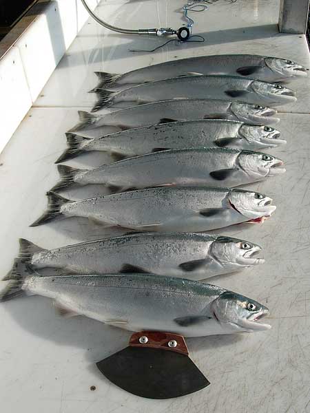 alaska river nice catch