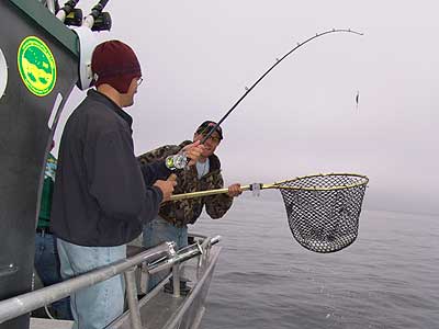 salmon net