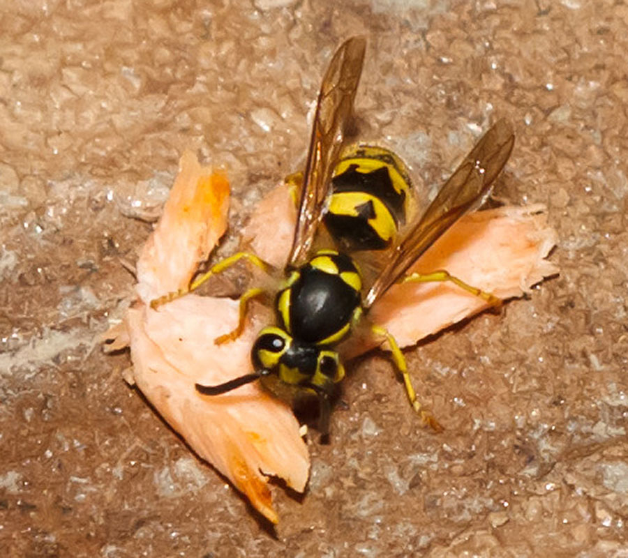 wasp eating captain crudd salmon