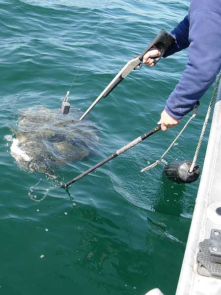 shoot halibut