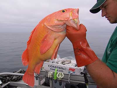 yellow eye rockfish 1
