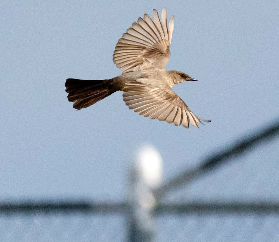 fairview knights baseball summer 2016 06 08 bird 1