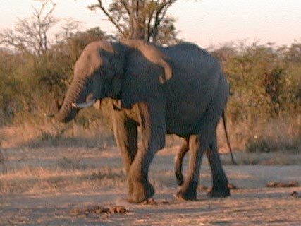 5 legged Elephant