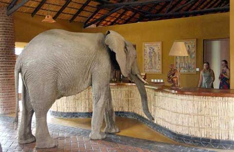 africa safari elephant checkin