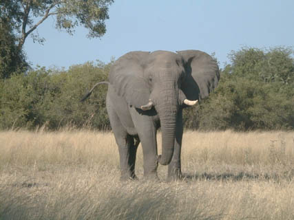 elephant Mock Charge