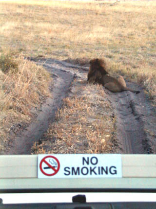 No Smoking Lion