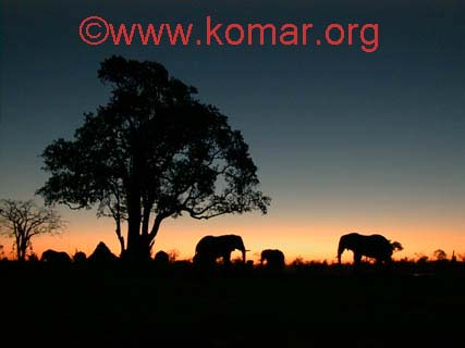 Elephant Sunset