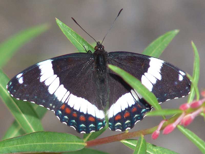 alaska butterfly