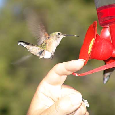 bird feeder 1