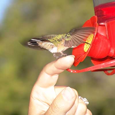 bird feeder 2