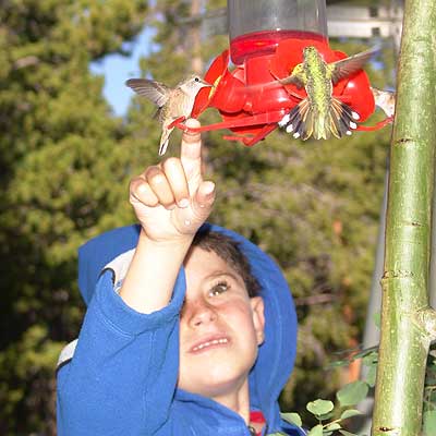 dirk bird feeder