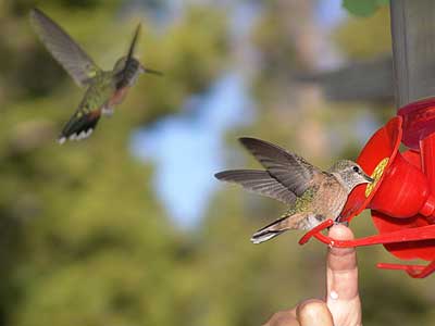 humming bird feeder 4