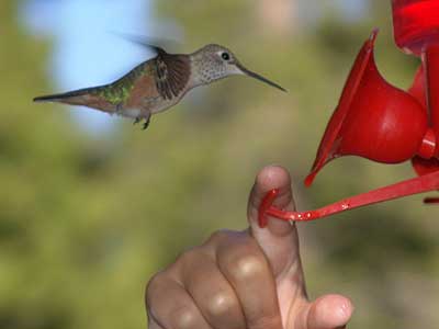 hummingbird feeder 1