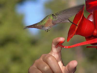 hummingbird feeder 2