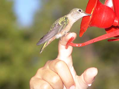hummingbird feeder 5