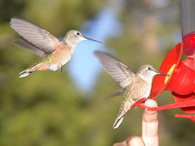 hummingbird feeder 6