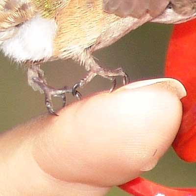 hummingbird talons