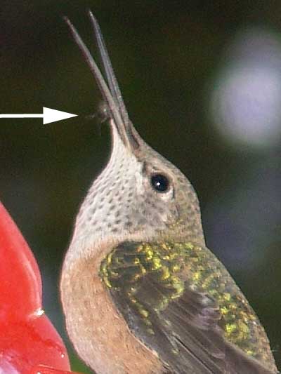 hummingbirds eating