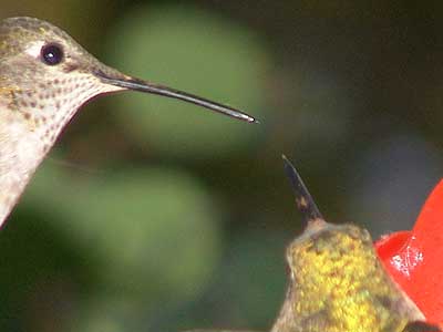 birds dueling