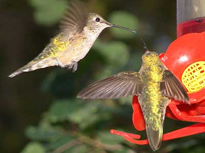 hummingbirds dueling