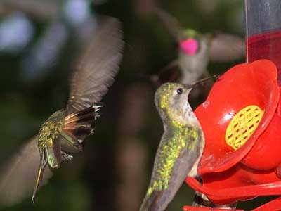 hummingbirds fighting 1
