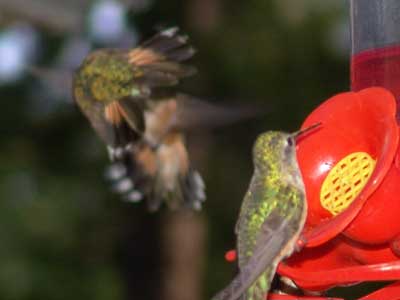 hummingbirds fighting 2