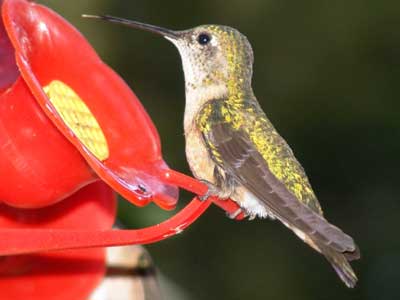 hummingbird closeup 1