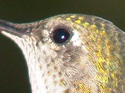 hummingbird closeup 2