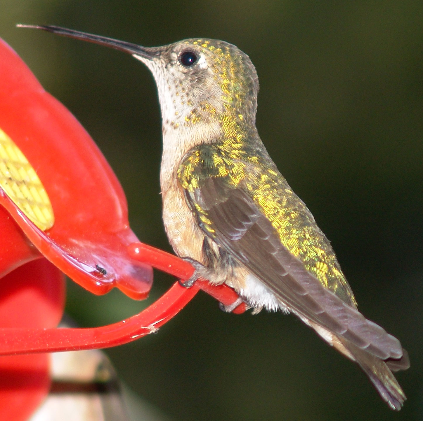 Hummingbird Closeup. 