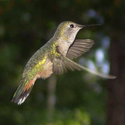 hummingbird hover