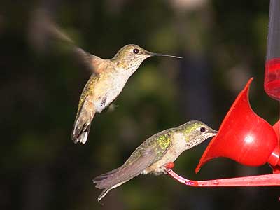 hummingbird wait