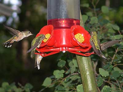 hummingbirds day 1