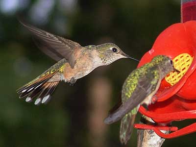 hummingbirds day 2