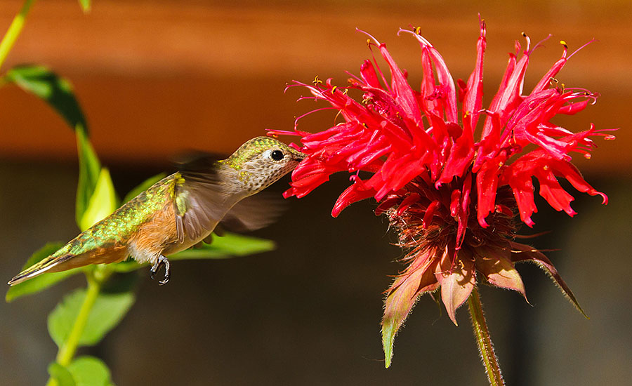 colorado hummingbird grand lake animation