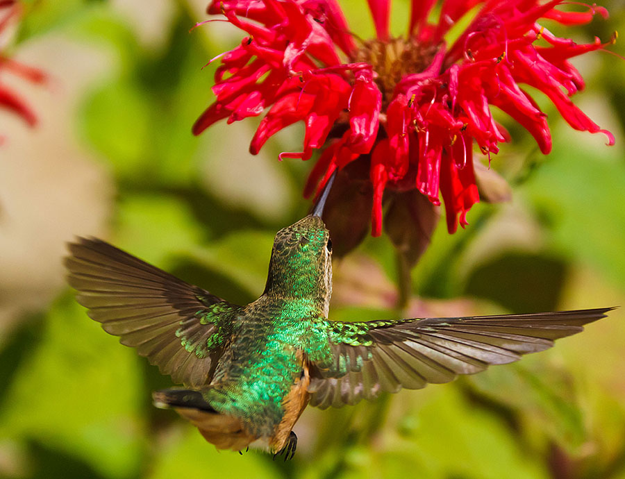 grand lake hummingbird
