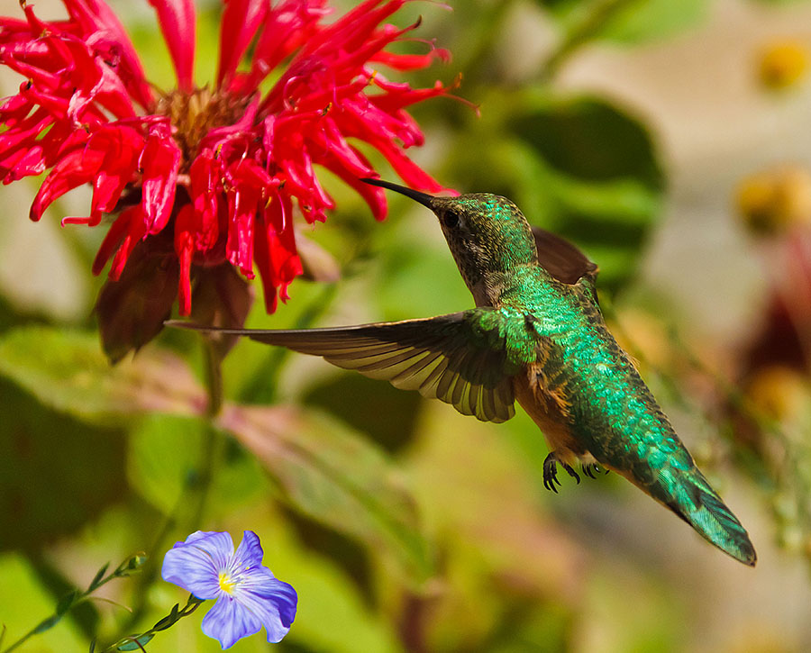 grand lake hummingbird