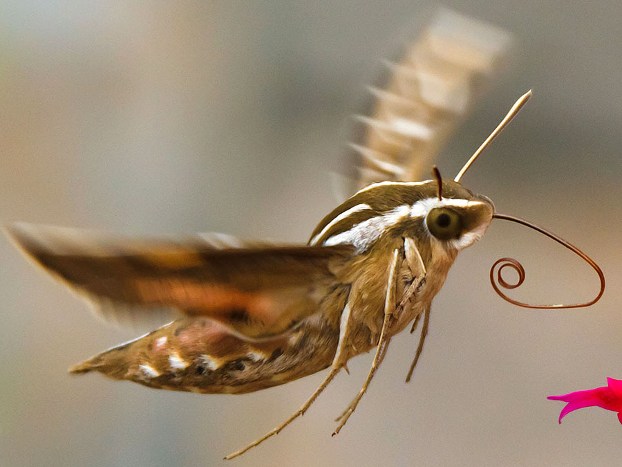 Colorado hummingbird moth closeup 1