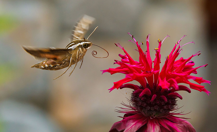 colorado hummingbird moth