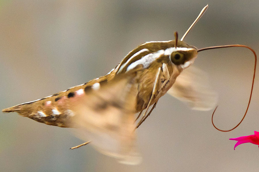 Colorado hummingbird moth closeup 2