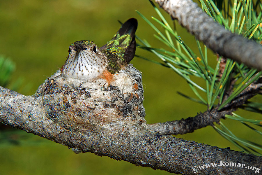 hummingbird nest 0623c